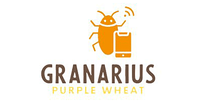 Biological, chemical and genetic bases of granary weevil and purple wheat interactions